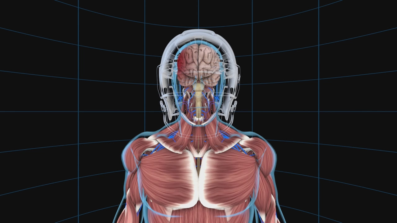 Kato Collar | Football Concussion & Neck Injury Prevention